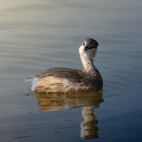 Dodaars (Tachybaptus ruficollis) ♀ - Dodaars (Tachybaptus ruficollis) ♀ 001 Dodaars - Noordpolder, Dordrecht - 2025-03-09 001 DSC07257-DxO_DeepPRIME XD2s null