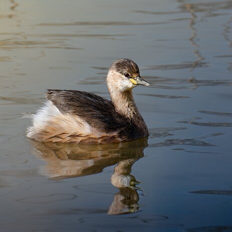 Dodaars (Tachybaptus ruficollis) ♀ - Dodaars (Tachybaptus ruficollis) ♀ 003 Dodaars - Noordpolder, Dordrecht - 2025-03-09 002 DSC07301-20250309-DxO_DeepPRIME XD2s null