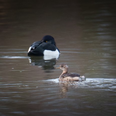 Dodaars (Tachybaptus ruficollis) 049 DSC01953-20250104-DxO_DeepPRIME XD2s null