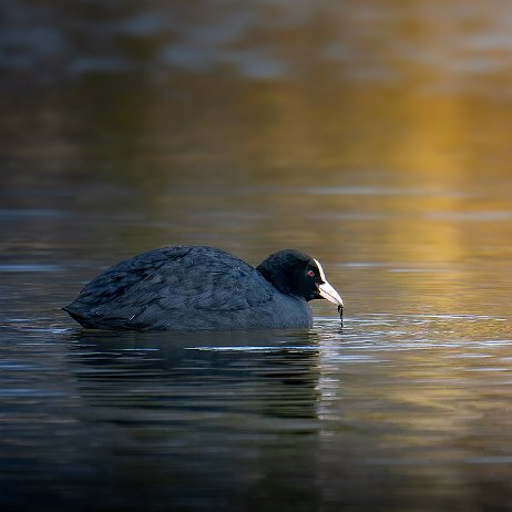 Meerkoet (Fulica atra) 032 DSC01938-20250104-DxO_DeepPRIME XD2s null