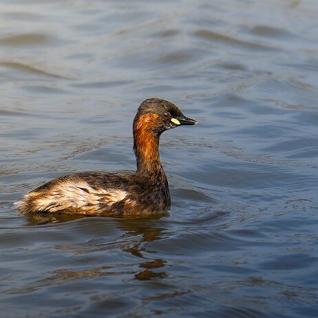 dodaars (Tachybaptus ruficollis) ♂ - dodaars (Tachybaptus ruficollis) ♂ 008 Dodaars - Noordpolder, Dordrecht - 2025-03-09 006 DSC07496-20250309-DxO_DeepPRIME XD2s null