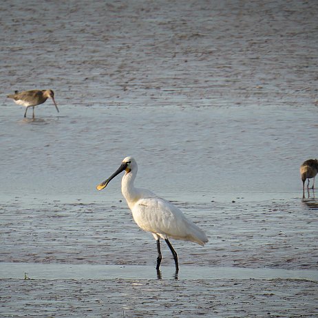 2023-07-26 - Lepelaar (Platalea leucorodia) 2 null
