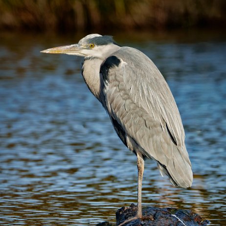 Blauwe reiger (Ardea cinerea) DSC00353-ARW_DxO_DeepPRIME-Edit jAlbum null