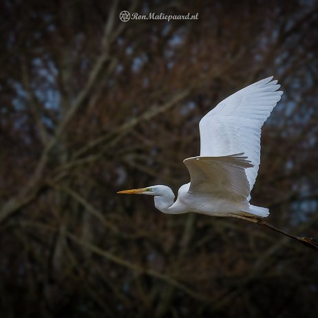 Grote zilverreiger (Ardea alba) Great Egret - DSC01239-ARW_DxO_DeepPRIMEXD_soft-2 Photo AI-Edit - Instagram null