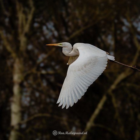 Grote zilverreiger (Ardea alba) Great Egret - DSC01240-ARW_DxO_DeepPRIMEXD_soft-2 photo AI-Recovered - Instagram null