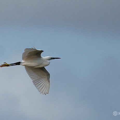 Kleine zilverreiger (Egretta garzetta) - DSC00073-Edit - Instagram null
