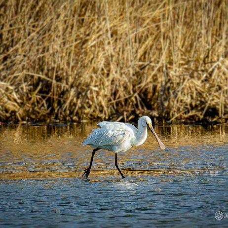 Lepelaar (Platalea leucorodia) - DSC00012-ARW_DxO_DeepPRIME-3-Edit - Instagram (2) null