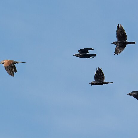 Torenvalk (Falco tinnunculus) + Kauw (Coloeus monedula) - Waalbos Rijsoord- 2025-04-19 002 DSC09872-DxO_DeepPRIME XD2s_XD-Edit null