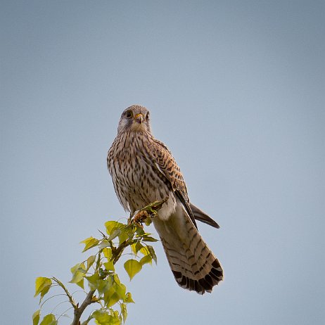 Torenvalk (Falco tinnunculus) - 2_DSC02807-ARW_DxO_DeepPRIME-Enhanced-SR-Edit-Edit - Instagram null