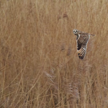 Velduil (Asio flammeus) DSC04514 jAlbum null