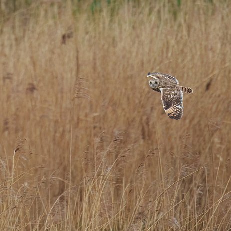 Velduil (Asio flammeus) DSC04517 jAlbum null