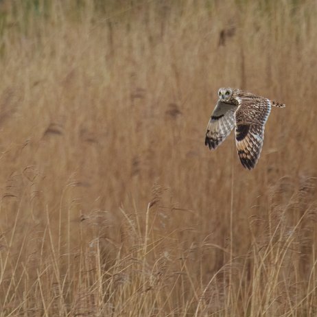 Velduil (Asio flammeus) DSC04518 jAlbum null