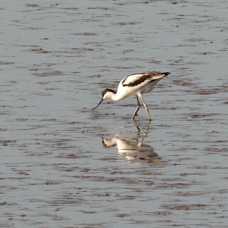 2023-07-26 - Kluut (Recurvirostra avosetta) 1 null