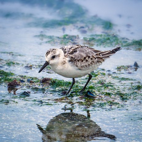Drieteenstrandloper (Calidris alba) - Drieteenstrandloper (Calidris alba) 169 DSC08213-Edit 4x5-Edit null