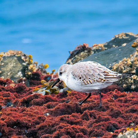 Drieteenstrandloper (Calidris alba) null
