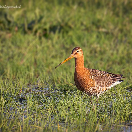 Grutto (Limosa limosa) - DSC03843-ARW_DxO_DeepPRIME-Edit-Edit - Instagram null