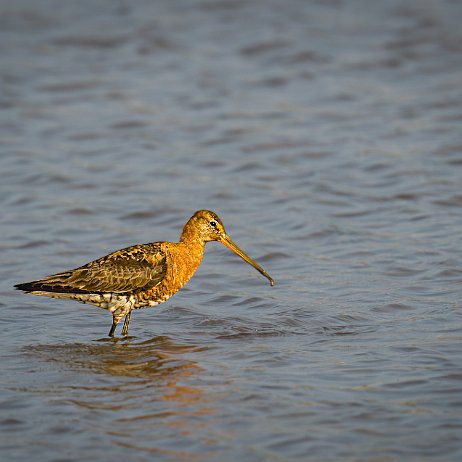 Grutto (Limosa limosa) 5 null