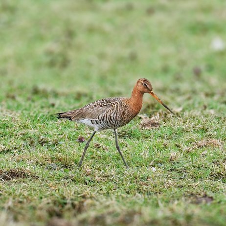 Grutto (Limosa limosa) Black-tailed godwit DSC00944-Enhanced-NR-Edit jAlbum-jAlbum-3 null