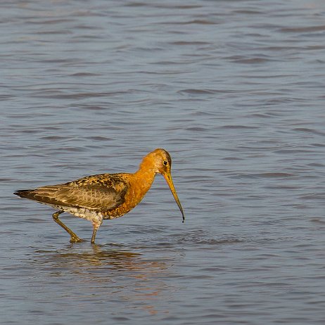 Grutto (Limosa limosa) null