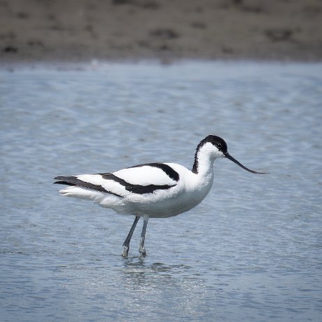 Kluut (Recurvirostra avosetta) jAlbum-2 null