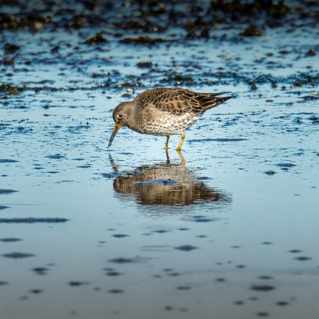 Paarse strandloper (Calidris maritima) - 20220415 Tenellaplas Oostvoorne Paarse strandloper (Calidris maritima) Brouwersdam Vogels-02024-ARW_DxO_DeepPRIME - Instagram null