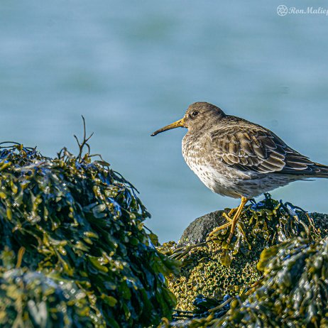 Paarse strandloper (Calidris maritima) - Paarse strandloper (Calidris maritima) Brouwersdam Vogels-02053 DN SH - Instagram-2 null