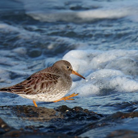 Paarse strandloper (Calidris maritima) 042 DSC02364-Enhanced-NR null