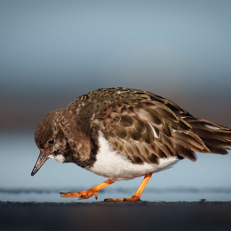 Steenloper (Arenaria interpres) 075 DSC02627 null