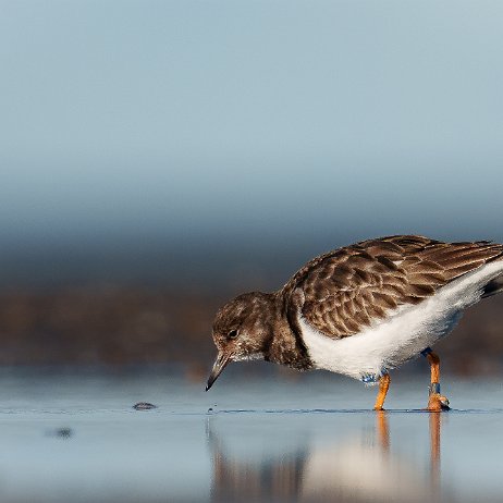 Steenloper (Arenaria interpres) 076 DSC02639 null