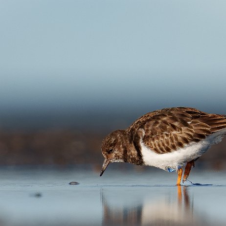 Steenloper (Arenaria interpres) 077 DSC02640 null
