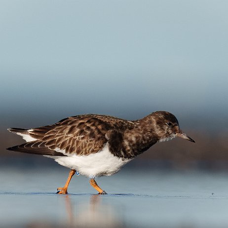 Steenloper (Arenaria interpres) 078 DSC02655 null