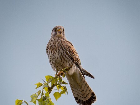 Roofvogels Roofvogels