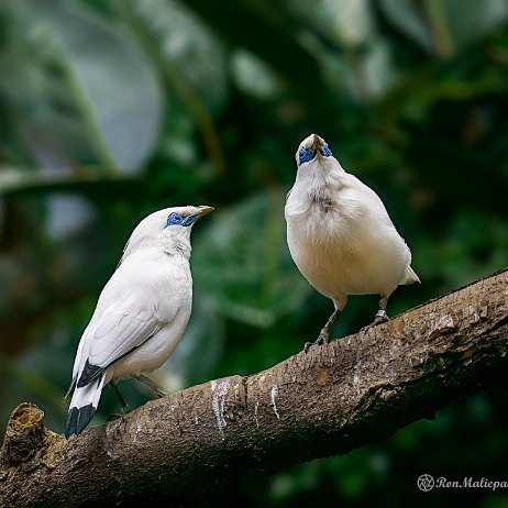 2023-03-04 - Balispreeuw (Leucopsar rothschildi) - DSC01415-ARW_DxO_DeepPRIME-Edit - Instagram null