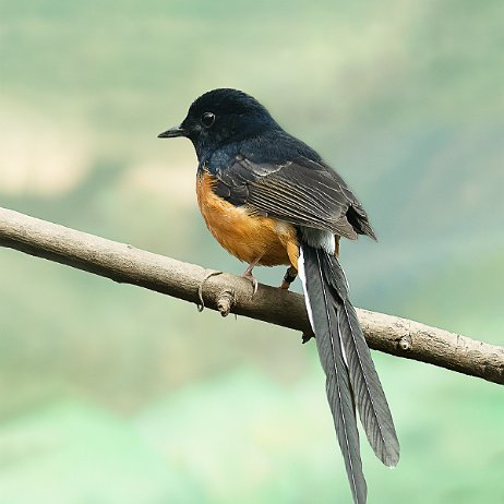 2023-07-01 - Shamalijster (Copsychus malabaricus) ♂ - Shamalijster (Copsychus malabaricus) ♂ - - DSC01809-ARW_DxO_DeepPRIME - Instagram null