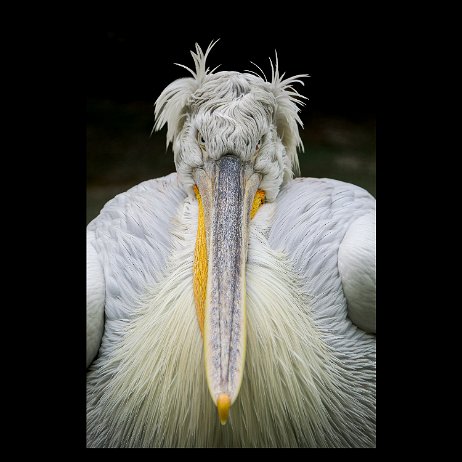 2023-10-31 - Kroeskoppelikaan (Pelecanus crispus) - DSC00595-ARW_DxO_DeepPRIMEXD-Edit-2-flatten-blackborder - Instagram null
