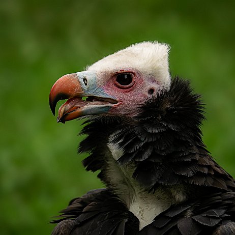 DSC08227 Witkopgier (Trigonoceps occipitalis) null