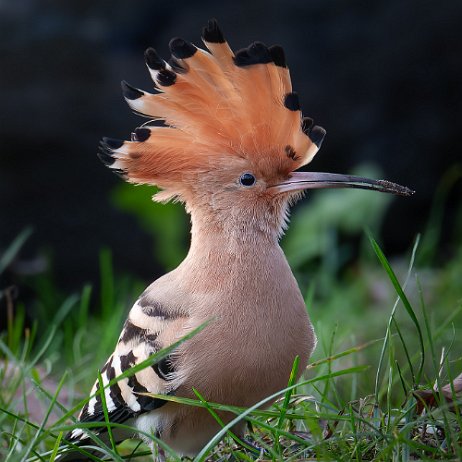 Hop (Upupa epops) DSC00306-ARW_DxO_DeepPRIME-Edit jAlbum null