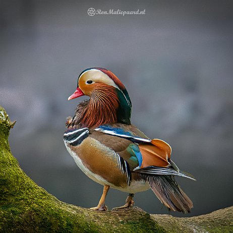 Mandarijneend (Aix galericulata) - DSC09578-ARW_DxO_DeepPRIME-Edit - Instagram null