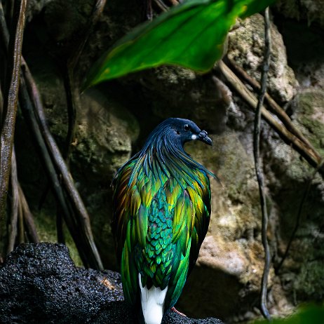 Manenduif (caloenas nicobarica), Nicobar Pigeon - DSC01847-ARW_DxO_DeepPRIME-2-Edit-2 - Instagram - copy null