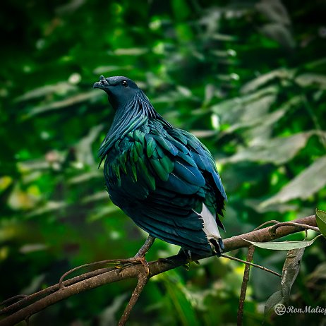 Manenduif (caloenas nicobarica), Nicobar Pigeon - DSC07949-ARW_DxO_DeepPRIME-Edit-Edit - Instagram null
