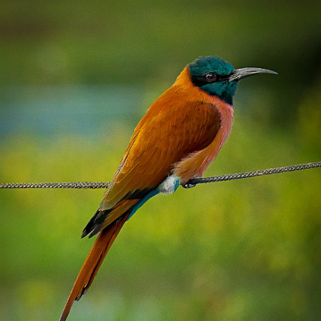 Zuidelijke karmijnrode bijeneter (Merops nubicoides) - _DSC3430-ARW_DxO_DeepPRIME-2-Edit - Instagram null