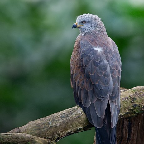 Zwarte wouw (Milvus migrans) DSC00267-ARW_DxO_DeepPRIME-Edit-2 topaz ai jAlbum null