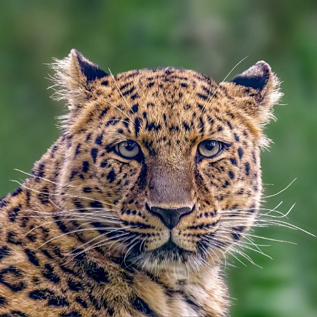 Amoerpanter of Amoerluipaard (Panthera pardus orientalis) DSC00694-Enhanced-NR-Edit jAlbum null