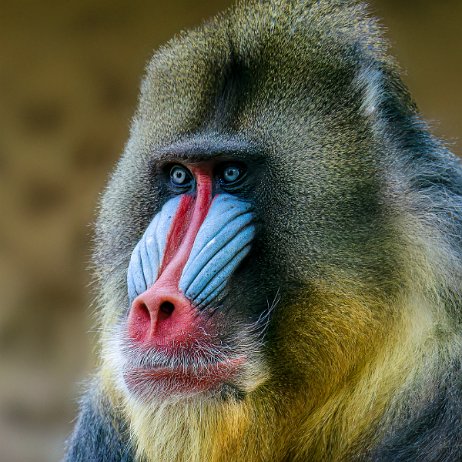 Mandril (Mandrillus sphinx) jAlbum null