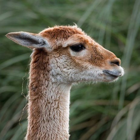 Vicuña (Vicugna vicugna) DSC00258-ARW_DxO_DeepPRIME-Edit jAlbum null