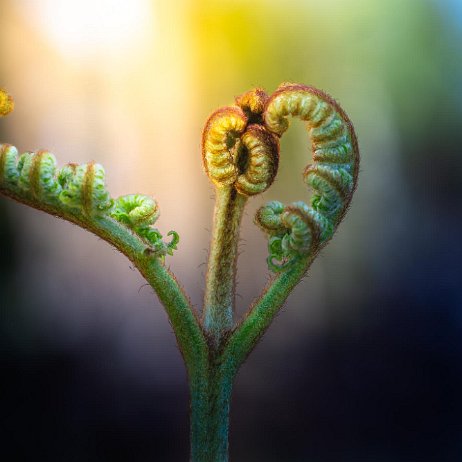 Adelaarsvaren (Pteridium aquilinum) Adelaarsvaren (Pteridium aquilinum) 399 DSC09861-Enhanced-NR-Edit jAlbum 72dpi 50 perc null