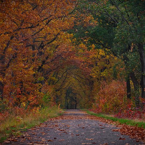 DSC04142 - FB - Herfstfoto - Watermerk null