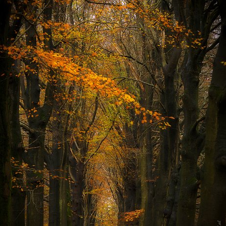 DSC04833 - FB - Kaapse bossen - Watermerk null