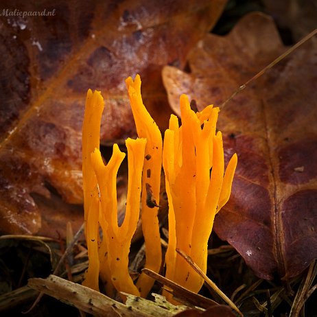 Paddenstoel DSC03935 - FB - Kleverig koraalzwammetje (Calocera viscosa) - Watermerk null