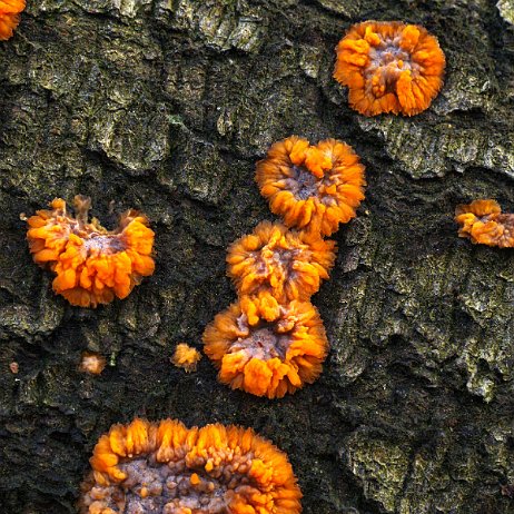 Paddenstoel DSC04934 - FB - Oranje aderzwam (Phlebia radiata) - Watermerk null